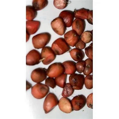 Brown Michelia Champaca Seeds, Packaging Type: HDPE Bag, Packaging Size: 1 Kg at Rs 600/kilogram ...