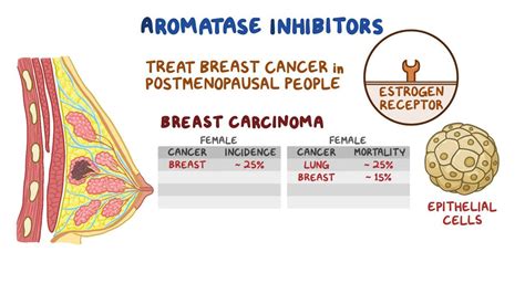 Aromatase inhibitors: Video, Anatomy & Definition | Osmosis