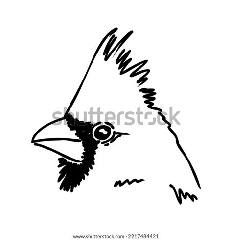 Cardinal Bird Sketch Vector Illustration Hand Stock Vector (Royalty Free) 2217484421 | Shutterstock