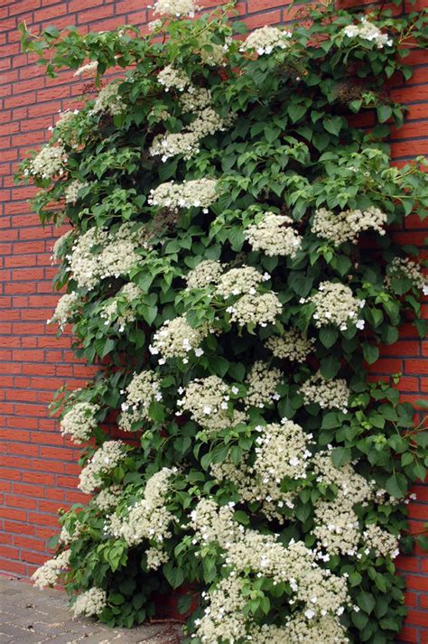 Climbing Hydrangea Plant - Hydrangea anomala petiolaris - Shade - 4" Pot in 2020 | Climbing ...