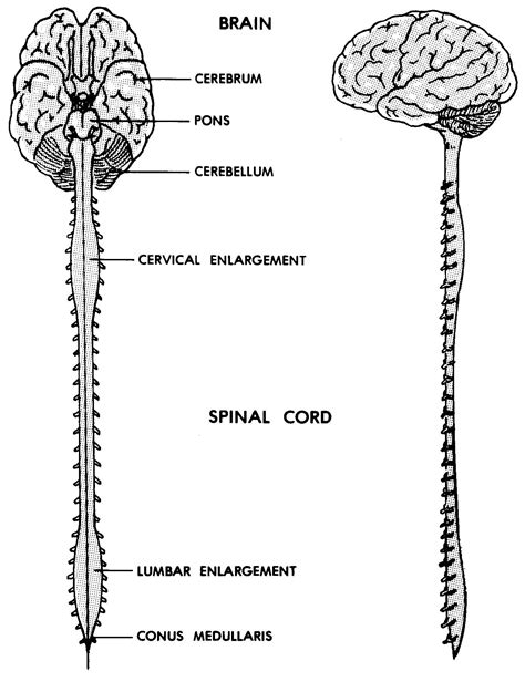 Images 11. Nervous System - Basic Human Anatomy