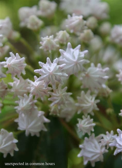 Mountain Laurel, the “Bonnie Flower” – Unexpected in common hours