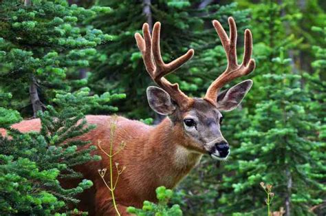 Wildlife Viewing | Visit Rainier