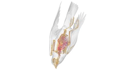 Falcon Skeleton | Falcon Anatomy | DK Find Out