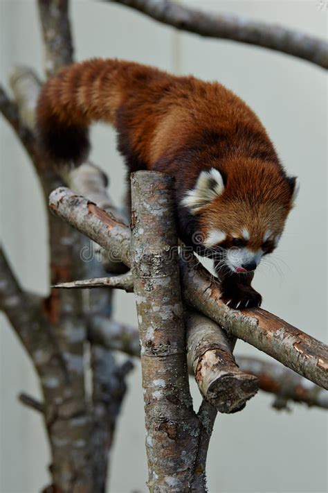 Red Panda on a Tree stock photo. Image of western, fulgens - 48521202