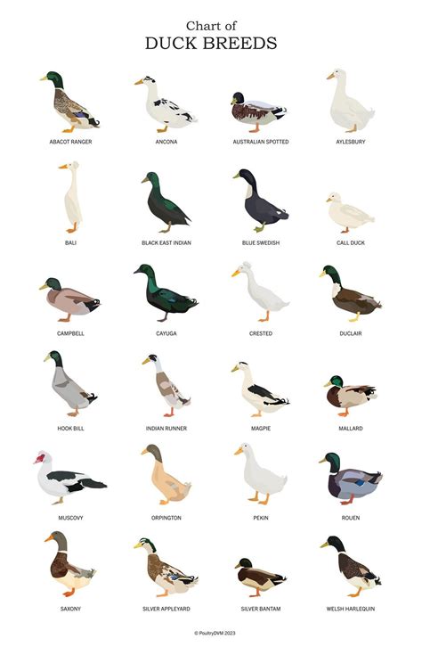 Chart of Duck Breeds Art Poster Duck Lover Waterfowl Art Duck Art Print ...