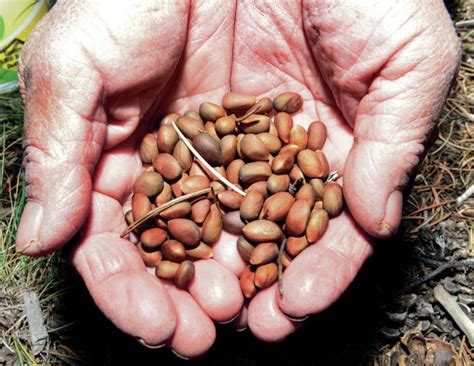 Piñon seed-seekers enjoying a plentiful harvest this year - The Santa ...