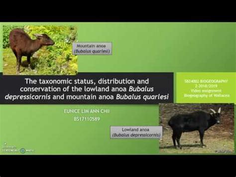 The taxonomic status, distribution and conservation of the lowland anoa ...