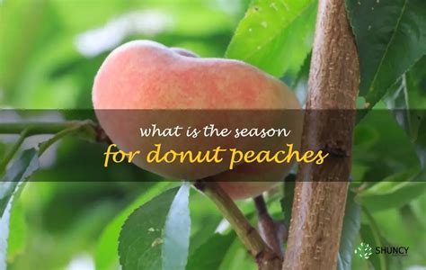 What Is The Season For Donut Peaches | ShunCy