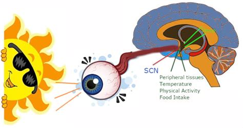 Why the Circadian Rhythm Matters In Health