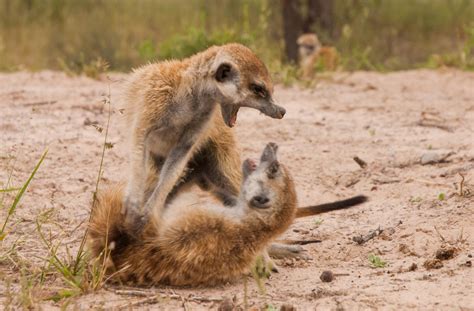 Meerkat Mobs Do Frightening ‘War Dance’ to Protect Territory [Video]