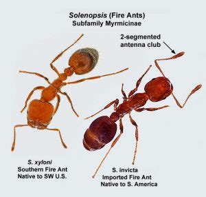 How to Get Rid of Fire Ants - The Pest Advice