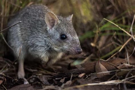 'Drastic reductions' of Australia's northern bettong population reported | City of adelaide ...