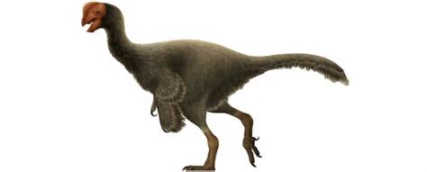 ⭐ Oviraptor