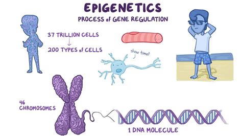 Epigenetics: Video, Anatomy, Definition & Function | Osmosis