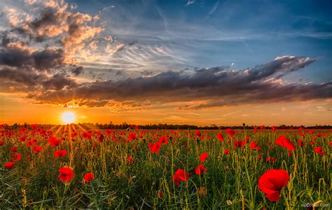 Sunset Over Poppy Field Wallpaper download - Poppy HD Wallpaper - Appraw