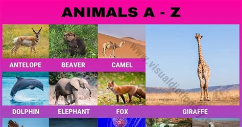 Animals A-Z: Amazing List of 300+ Animals A to Z in English - Visual Dictionary