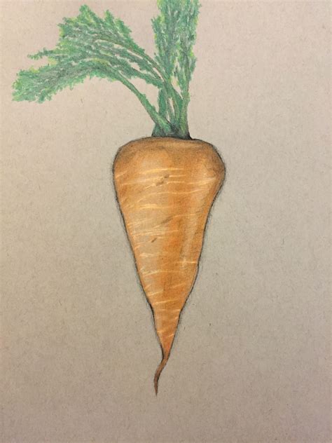 "Carrot" colored pencil drawing | Pencil drawings, Drawings, Pencil art drawings