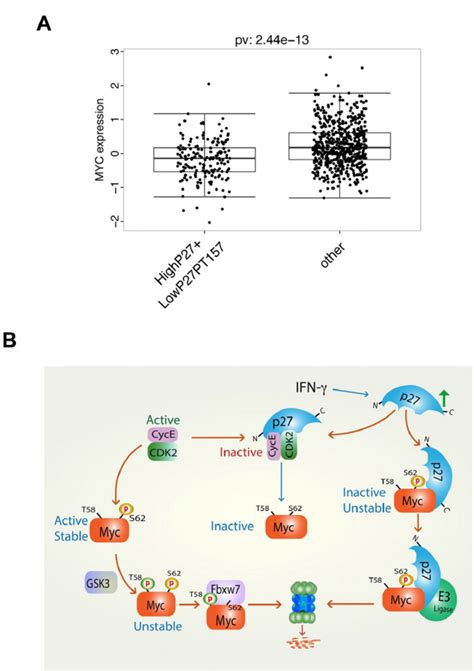 High level of total p27 protein expression together with low level of ...