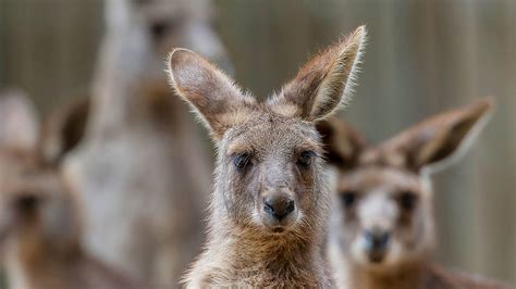 Kangaroo and Wallaby | San Diego Zoo Animals & Plants