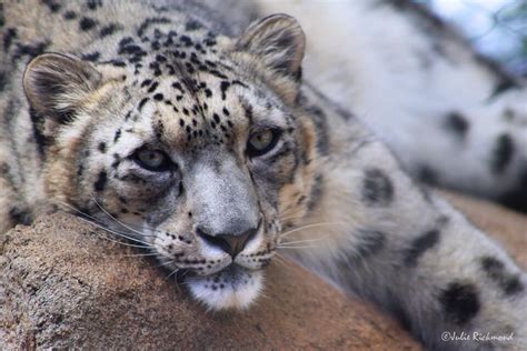 Mill Mountain Zoo: 68 Years of Wildlife Conservation in Roanoke, VA ...