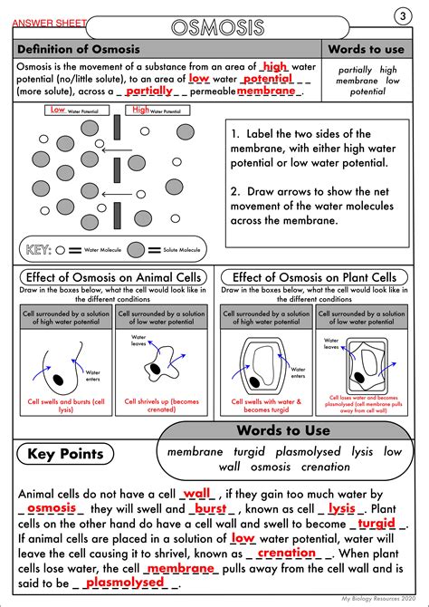 Active And Passive Transport Worksheet – E Street Light