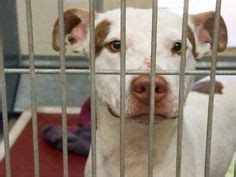 MARICOPA COUNTY ANIMAL SHELTER IN PHOENIX, AZ IS OVERCROWDED. 800 PETS AVAILABLE AS OF DECEMBER ...