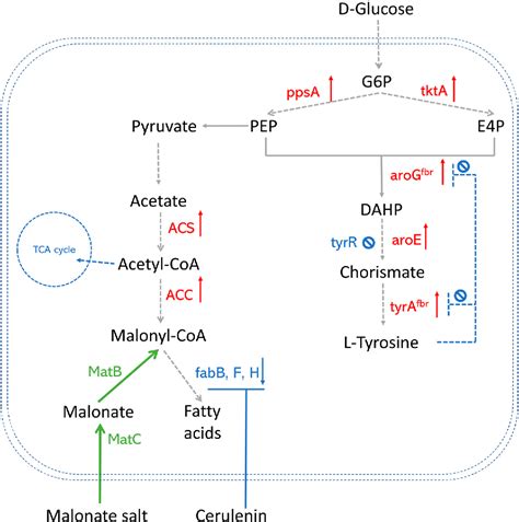 Figure 2 from Engineered biosynthesis of plant polyketides by type III ...