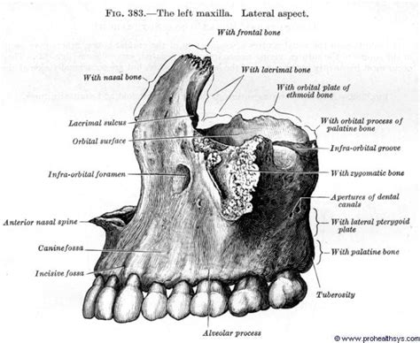 Maxilla - Prohealthsys