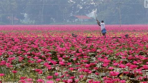 Rs 1 crore revenue: Kerala's Malarikkal welcomes visitors with water lily festival, Water lily ...