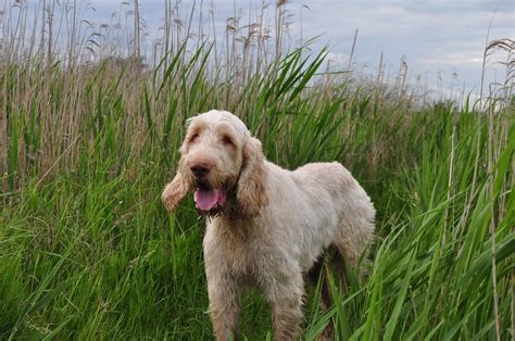 15 Native Italian Dog Breeds (Best Dogs of Italy)