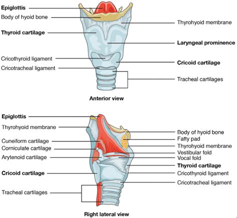 Label The Structures Of The Larynx