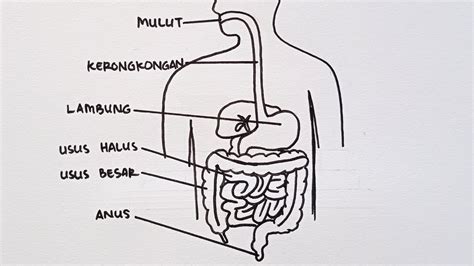 Sketsa Sistem Pencernaan Manusia Beserta Imagesee | The Best Porn Website
