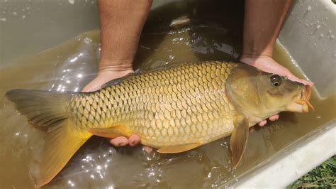 Selection of carp for breeding in Godawari , Nepal - YouTube