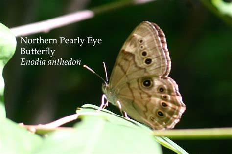 Northern Pearly Eye Butterfly