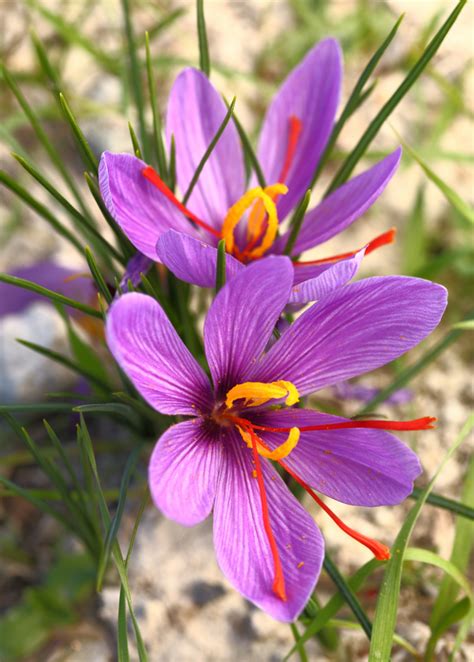 Saffron Plant - Live Herb and Spice Plant | Sow Exotic