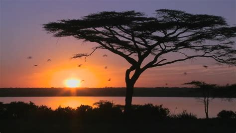 Birds Fly Through A Beautiful Sunset Shot On The Plains Of Africa With ...