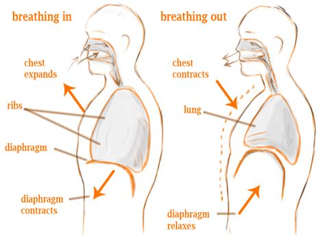 Diaphragm Breathing For Singing