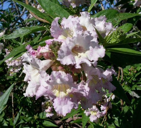 Seasonal Color: In Phoenix, flowers are grown during late spring and early summer