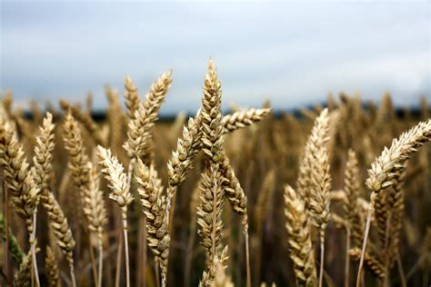 New top-yielding winter wheat variety gains full milling approval - FarmingUK News