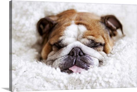 English bulldog sleeping in cute and funny position, wrapped in white ...