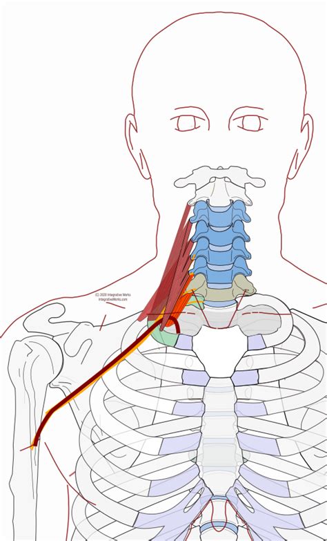 Thoracic Outlet Anatomy: Understanding the Function