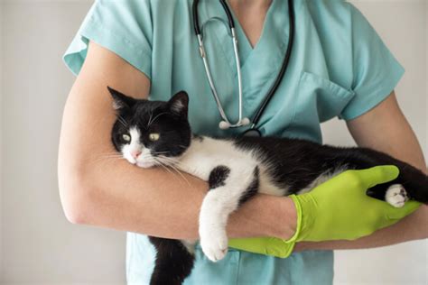 Toxoplasmosis in Cats: Causes, Symptoms, & Treatment - Cats.com