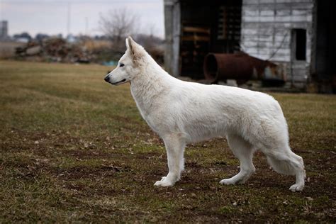 "White Swiss Shepherd" or "White Shepherd"?