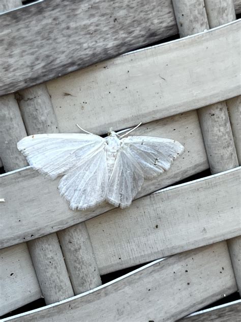 White moth : r/butterfly