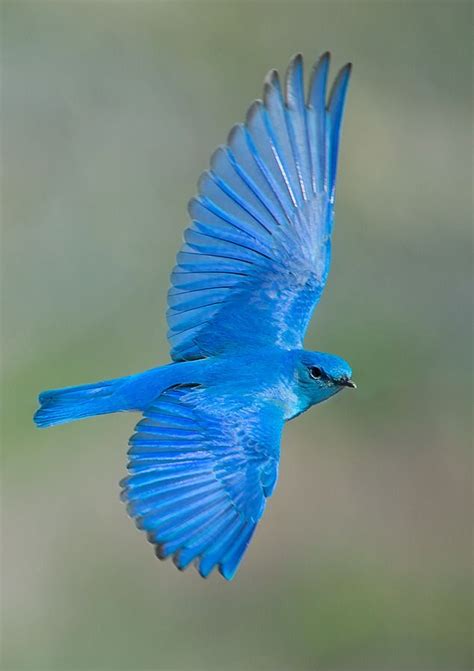 The Beautiful Blue Bird - Telly Updates