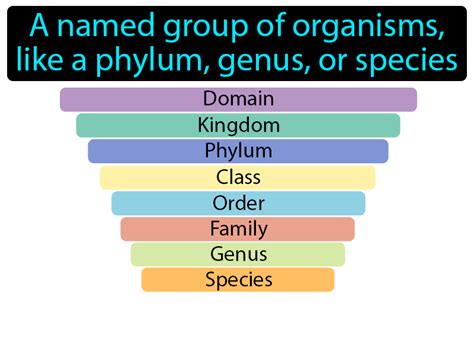 Taxon Definition & Image | GameSmartz