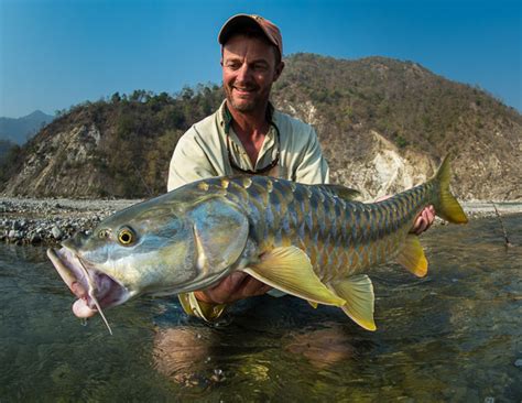 Mahseer in India – letter from the guru Misty Dhillon on flyfishing for mahseer. | Tarquin ...