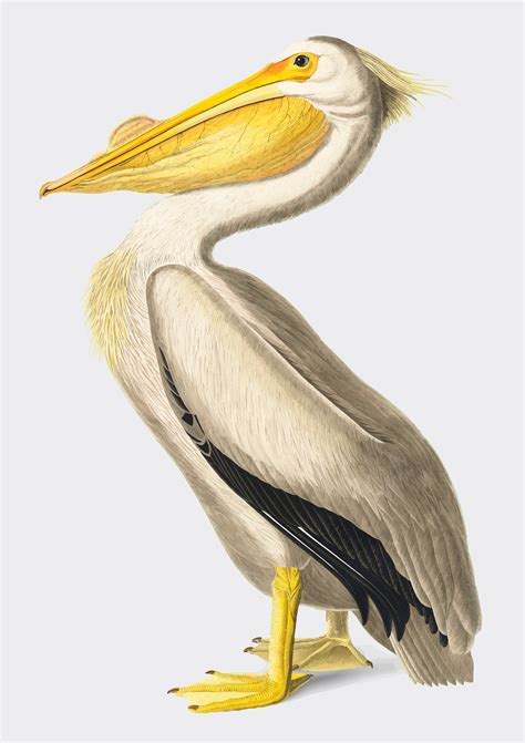 American White Pelican illustration - Download Free Vectors, Clipart ...