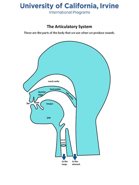 Articulatory System Diagram | PDF